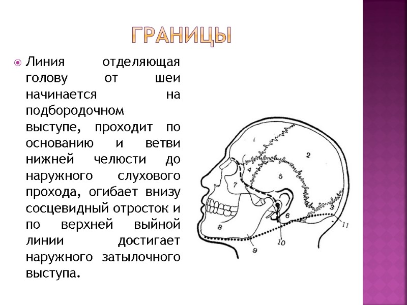 Границы Линия отделяющая голову от шеи начинается на подбородочном выступе, проходит по основанию и Границы Линия отделяющая голову от шеи начинается на подбородочном выступе, проходит по основанию и